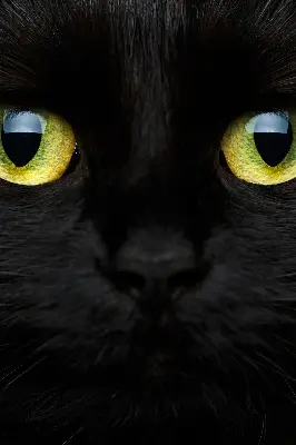 Estores de rolo interiores blackout para janela Olhos de gato