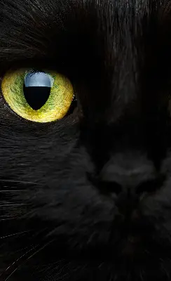 Estores de rolo interiores blackout para janela Olhos de gato