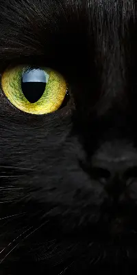 Estores de rolo interiores blackout para janela Olhos de gato
