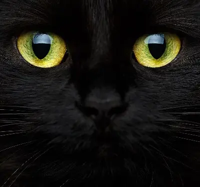 Estores de rolo interiores blackout para janela Olhos de gato