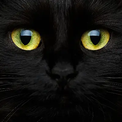Estores de rolo interiores blackout para janela Olhos de gato