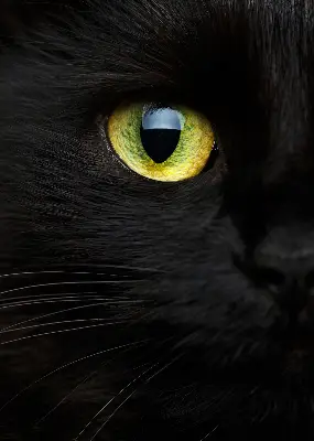 Estores de rolo interiores blackout para janela Olhos de gato