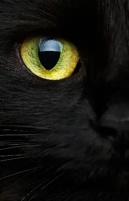 Estores de rolo interiores blackout para janela Olhos de gato
