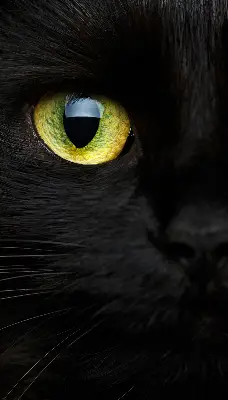 Estores de rolo interiores blackout para janela Olhos de gato