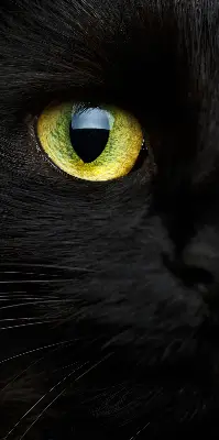 Estores de rolo interiores blackout para janela Olhos de gato