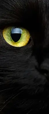 Estores de rolo interiores blackout para janela Olhos de gato