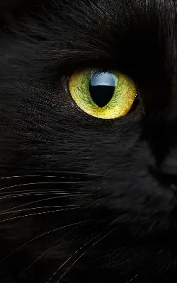 Estores de rolo interiores blackout para janela Olhos de gato