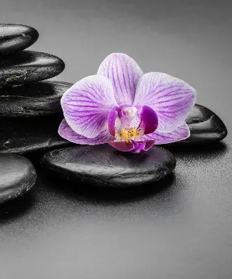 Estores de rolo interiores blackout Orquídea sobre as pedras