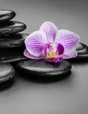 Estores de rolo interiores blackout Orquídea sobre as pedras
