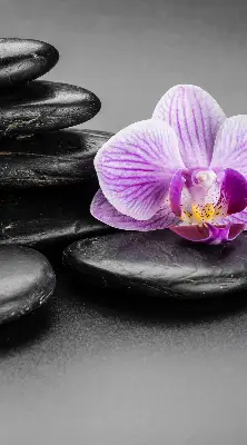 Estores de rolo interiores blackout Orquídea sobre as pedras