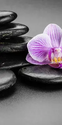 Estores de rolo interiores blackout Orquídea sobre as pedras