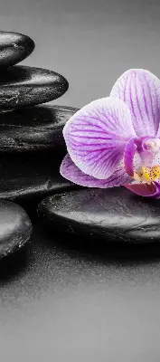 Estores de rolo interiores blackout Orquídea sobre as pedras