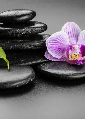 Estores de rolo interiores blackout Orquídea sobre as pedras