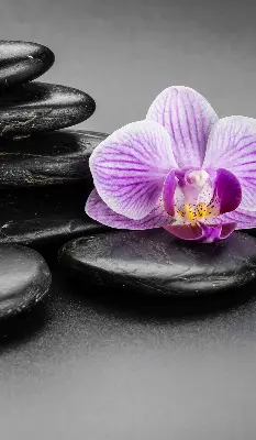 Estores de rolo interiores blackout Orquídea sobre as pedras