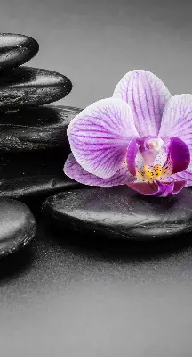 Estores de rolo interiores blackout Orquídea sobre as pedras