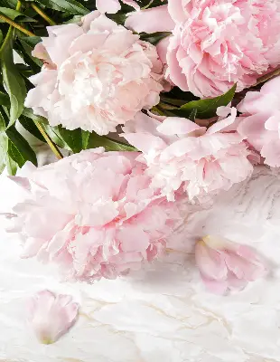 Estores de rolo blackout para porta de varanda Flores