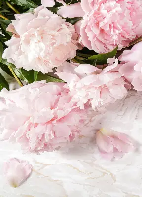Estores de rolo blackout para porta de varanda Flores