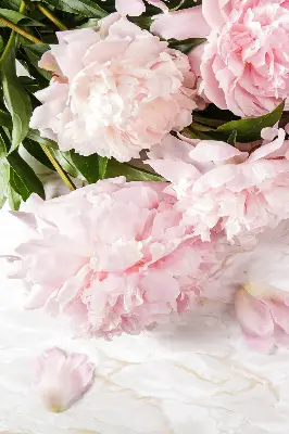 Estores de rolo blackout para porta de varanda Flores