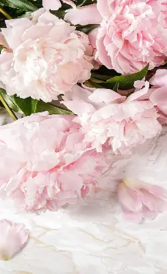Estores de rolo blackout para porta de varanda Flores