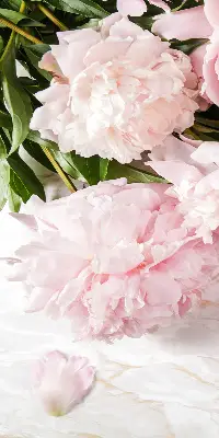 Estores de rolo blackout para porta de varanda Flores