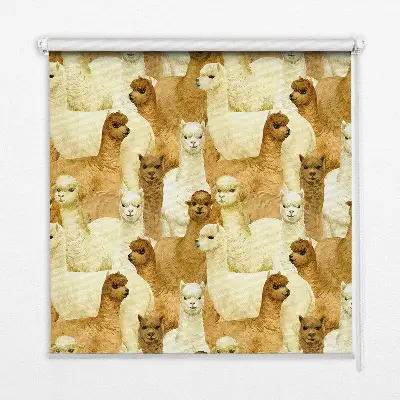 Estores de rolo interiores blackout para janela Um rebanho de alpacas