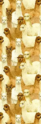 Estores de rolo interiores blackout para janela Um rebanho de alpacas