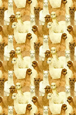 Estores de rolo interiores blackout para janela Um rebanho de alpacas