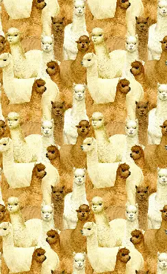 Estores de rolo interiores blackout para janela Um rebanho de alpacas