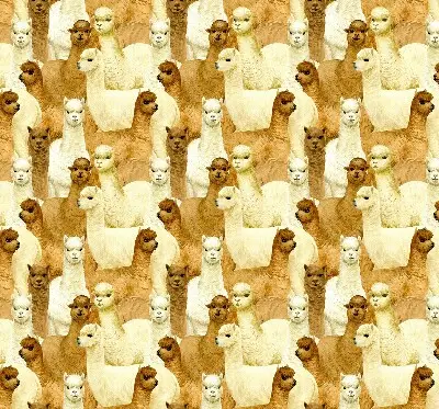 Estores de rolo interiores blackout para janela Um rebanho de alpacas