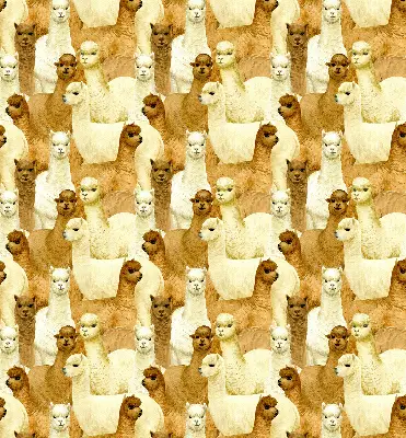 Estores de rolo interiores blackout para janela Um rebanho de alpacas