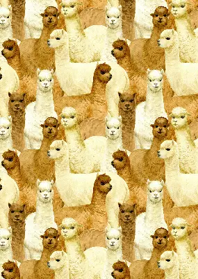 Estores de rolo interiores blackout para janela Um rebanho de alpacas