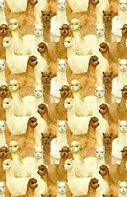 Estores de rolo interiores blackout para janela Um rebanho de alpacas