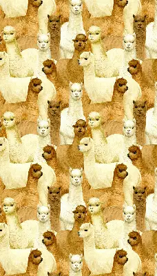 Estores de rolo interiores blackout para janela Um rebanho de alpacas
