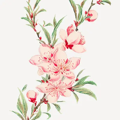 Estores de rolo interiores blackout para janela Flor rosa