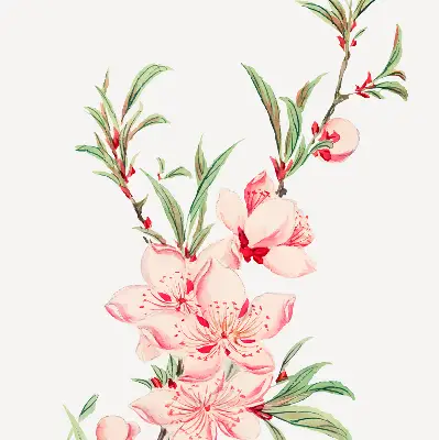 Estores de rolo interiores blackout para janela Flor rosa