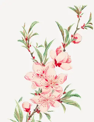 Estores de rolo interiores blackout para janela Flor rosa