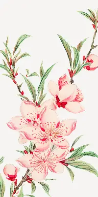 Estores de rolo interiores blackout para janela Flor rosa