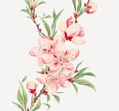 Estores de rolo interiores blackout para janela Flor rosa
