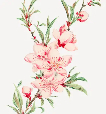 Estores de rolo interiores blackout para janela Flor rosa