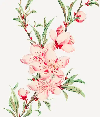 Estores de rolo interiores blackout para janela Flor rosa
