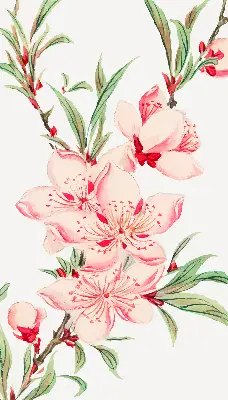 Estores de rolo interiores blackout para janela Flor rosa