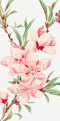 Estores de rolo interiores blackout para janela Flor rosa