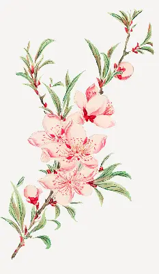 Estores de rolo interiores blackout para janela Flor rosa