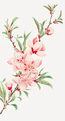 Estores de rolo interiores blackout para janela Flor rosa