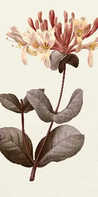 Estores de rolo blackout para porta de varanda Flor caindo