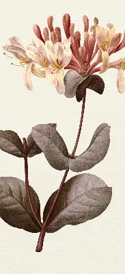 Estores de rolo blackout para porta de varanda Flor caindo