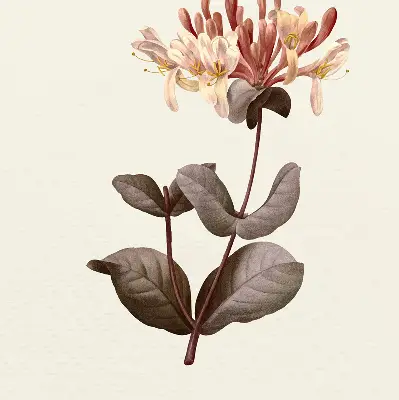 Estores de rolo blackout para porta de varanda Flor caindo