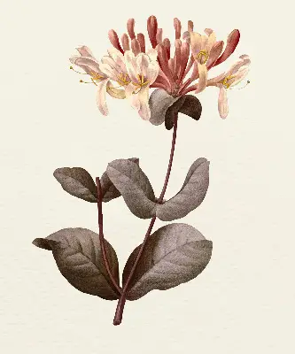 Estores de rolo blackout para porta de varanda Flor caindo