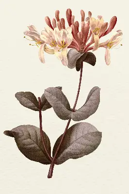 Estores de rolo blackout para porta de varanda Flor caindo