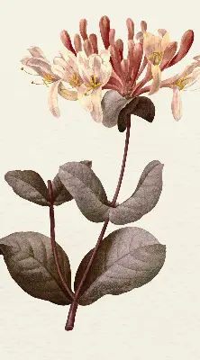 Estores de rolo blackout para porta de varanda Flor caindo